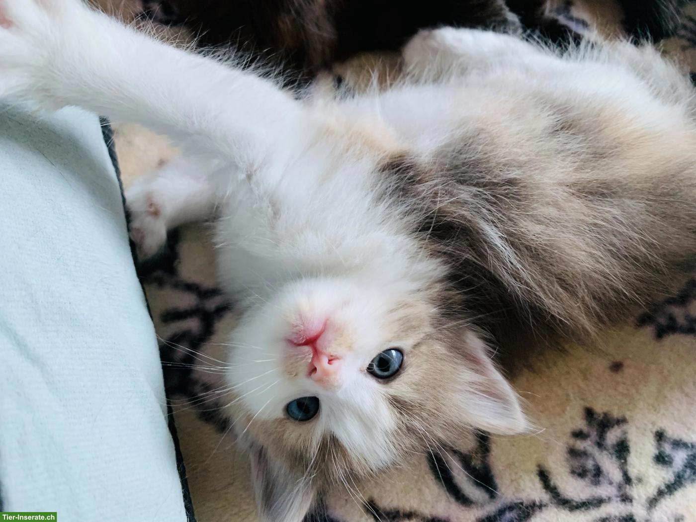 Bild 2: Wunderschöne Mischlingskätzchen suchen ein Zuhause