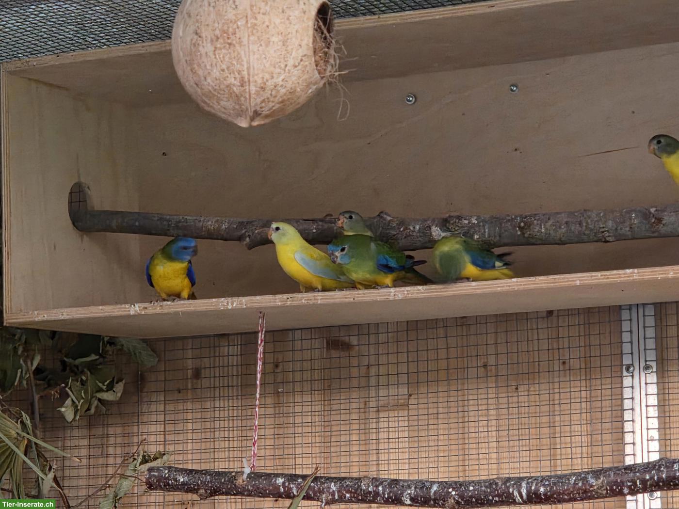 Bild 4: Schönsittiche in Flugvolieren abzugeben