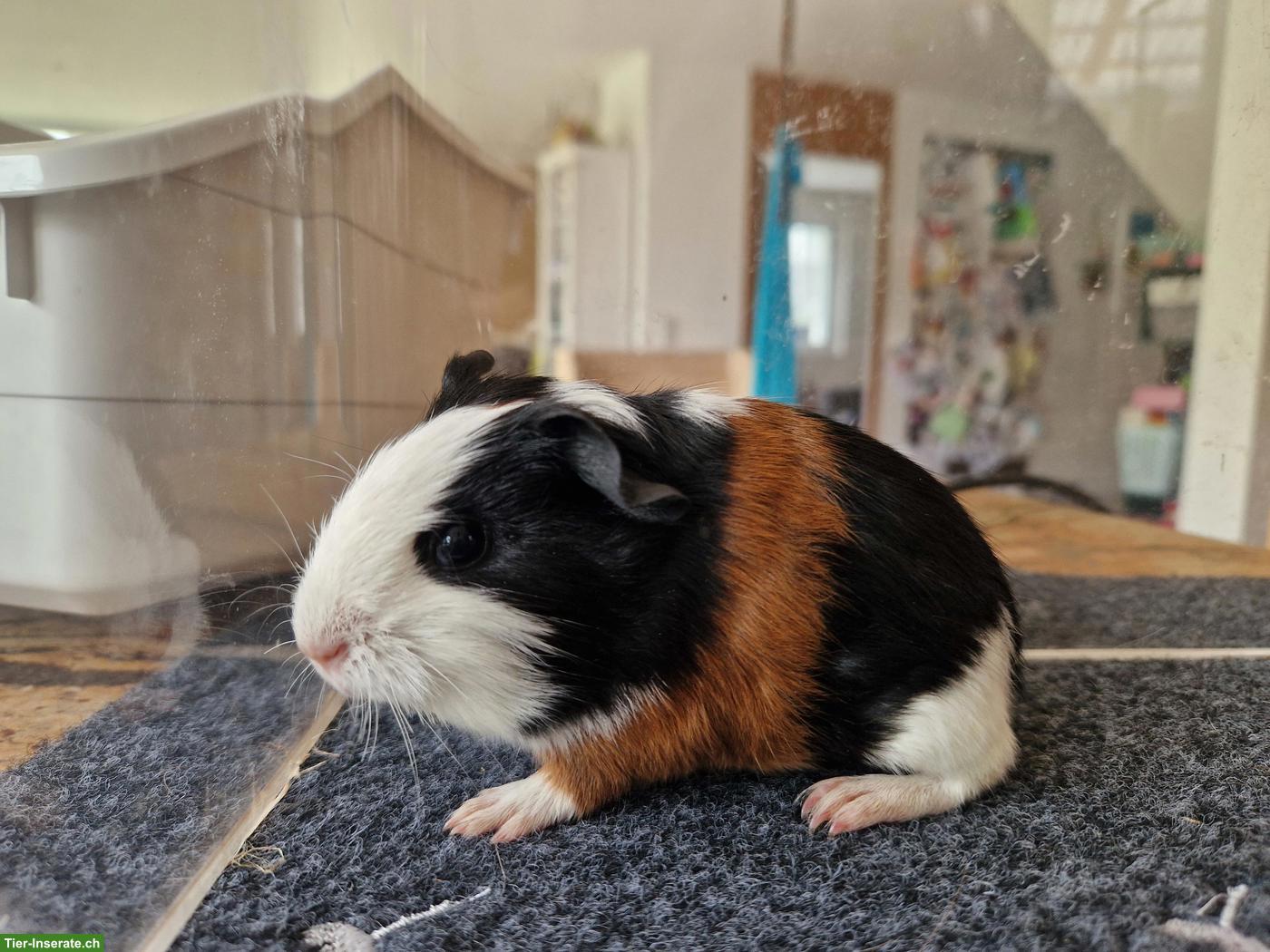 Meerschweinchen abzugeben