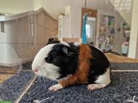 Meerschweinchen abzugeben