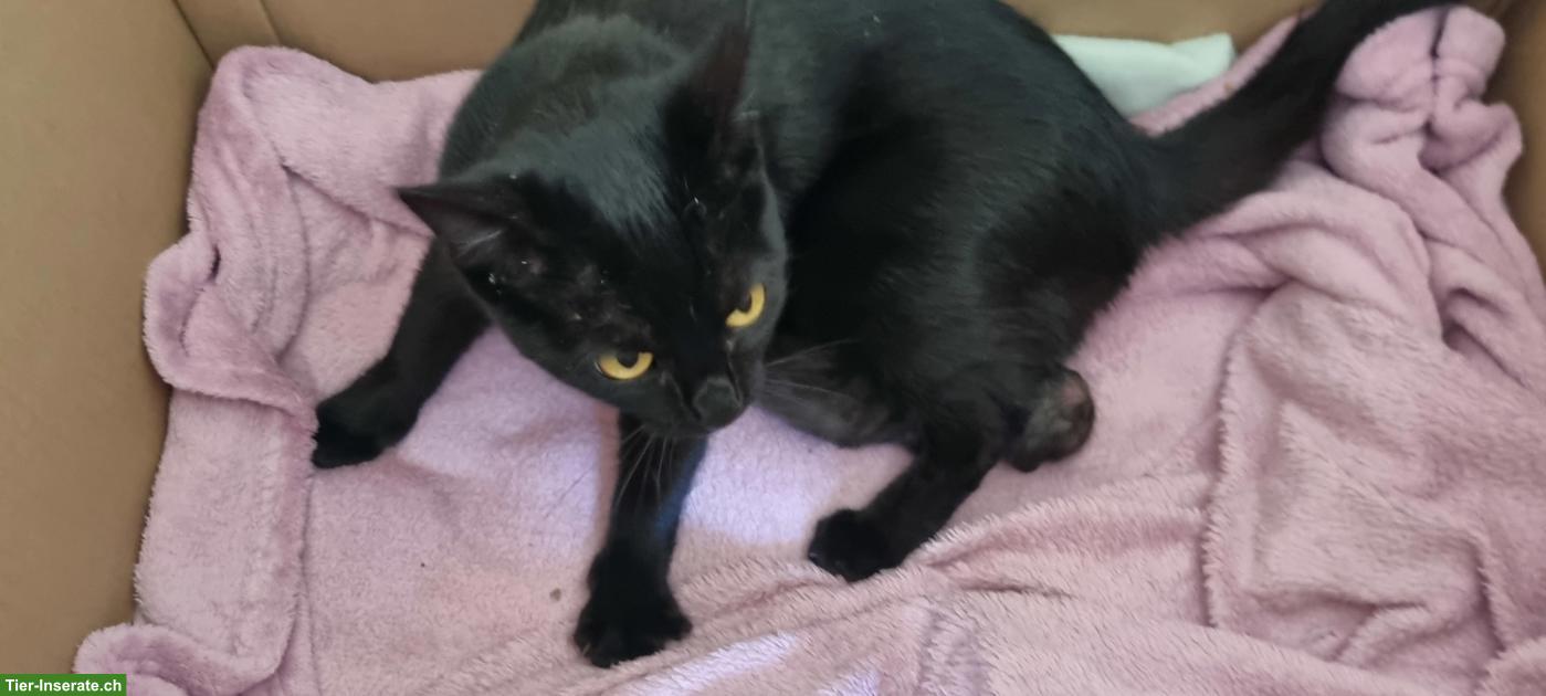 Mutterkatze mit Kitten suchen schönes Plätzli