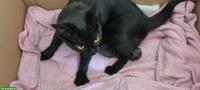 Mutterkatze mit Kitten suchen schönes Plätzli
