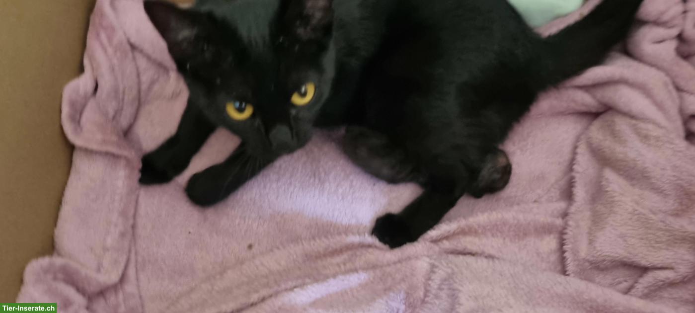 Bild 2: Mutterkatze mit Kitten suchen schönes Plätzli