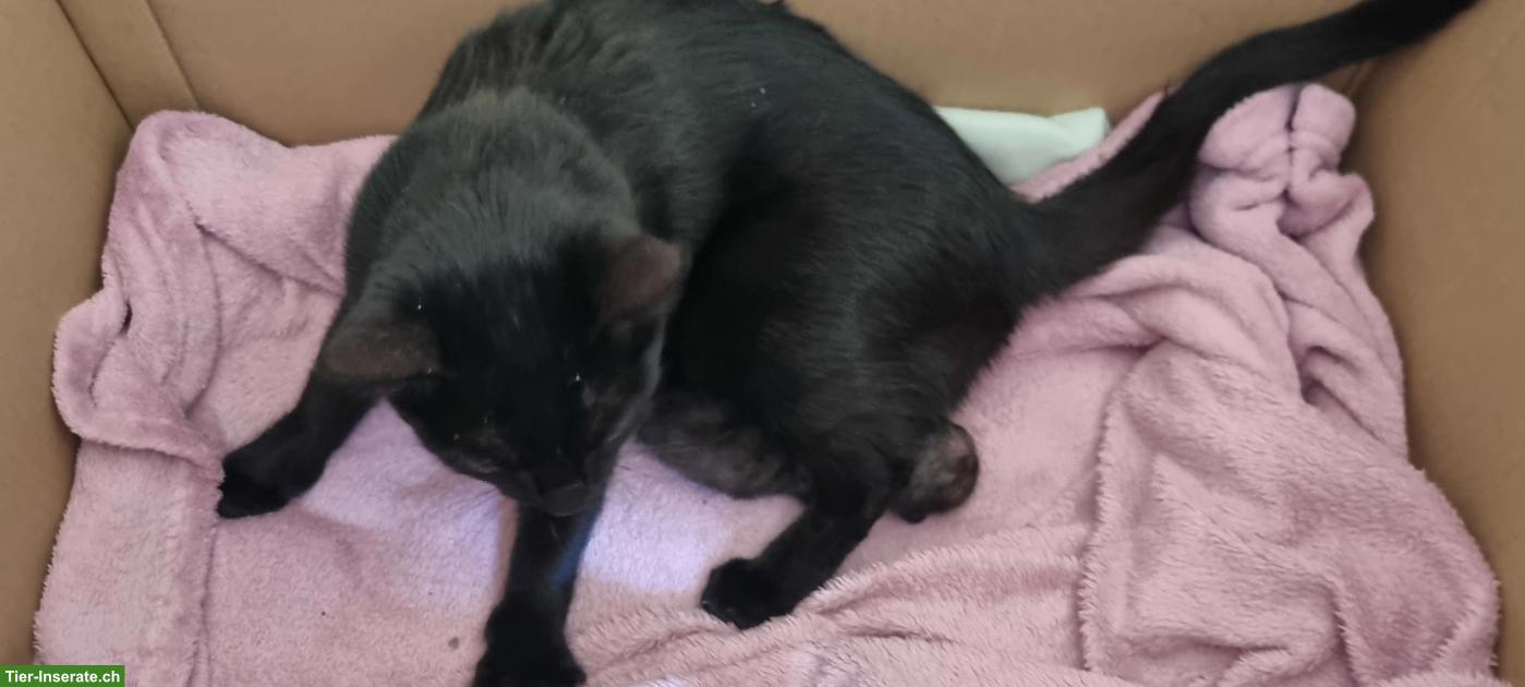 Bild 3: Mutterkatze mit Kitten suchen schönes Plätzli