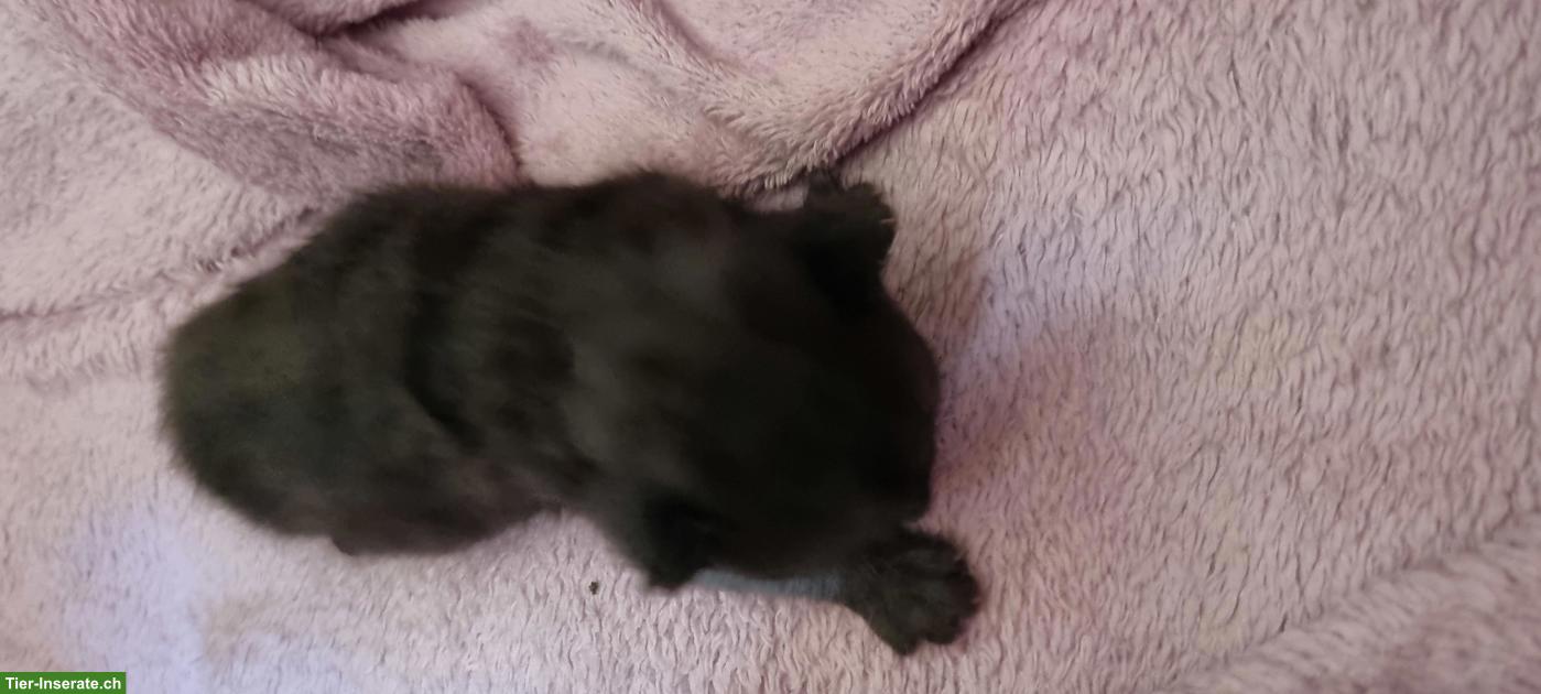 Bild 4: Mutterkatze mit Kitten suchen schönes Plätzli