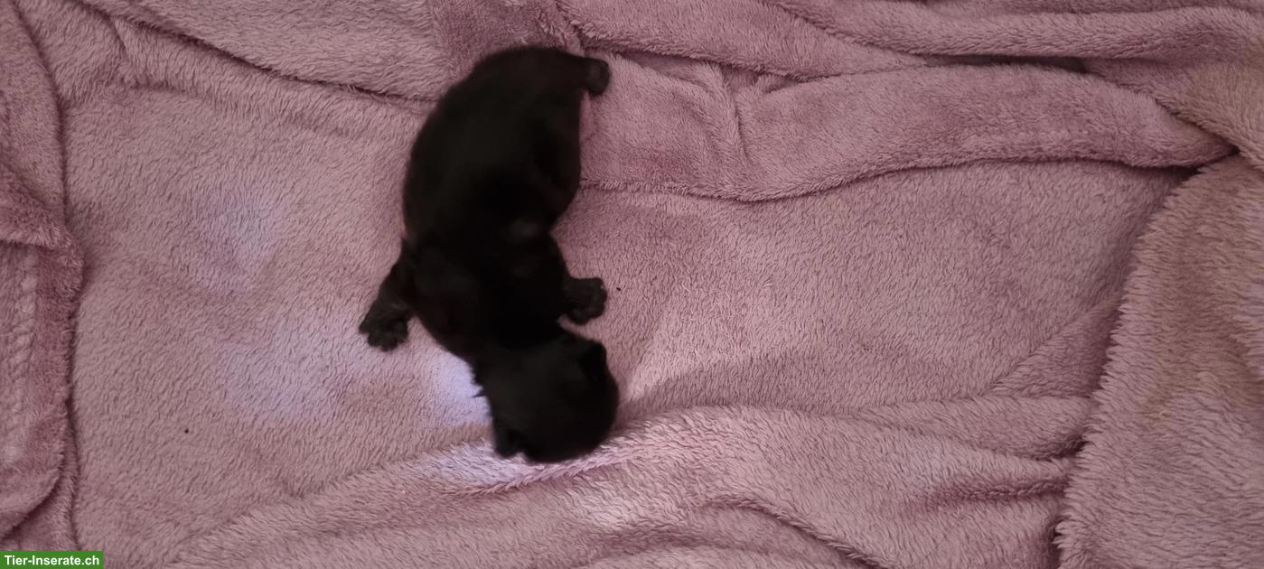 Bild 5: Mutterkatze mit Kitten suchen schönes Plätzli