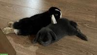 Zutrauliche Zwergkaninchen suchen liebevolles Zuhause
