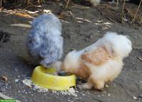Seidenhühner, Hennen und 1 Cochin, Grossrassen