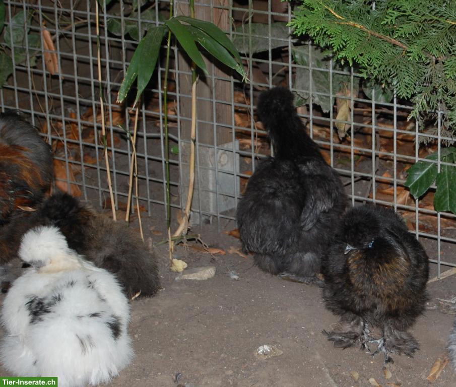 Bild 3: Seidenhühner, Hennen und 1 Cochin, Grossrassen