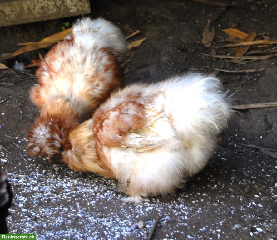 Bild 4: Seidenhühner, Hennen und 1 Cochin, Grossrassen