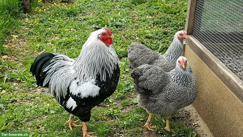 Bild 2: Deutsche Zwerg Wyandotten aus Zucht