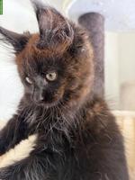 Maine Coon Kitten, reinrassig
