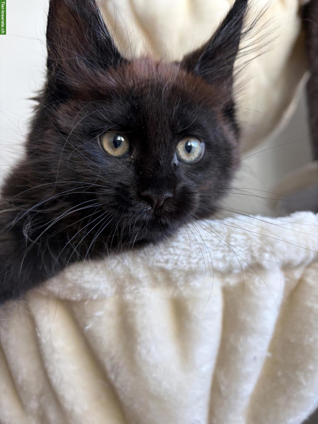 Bild 2: Maine Coon Kitten, reinrassig