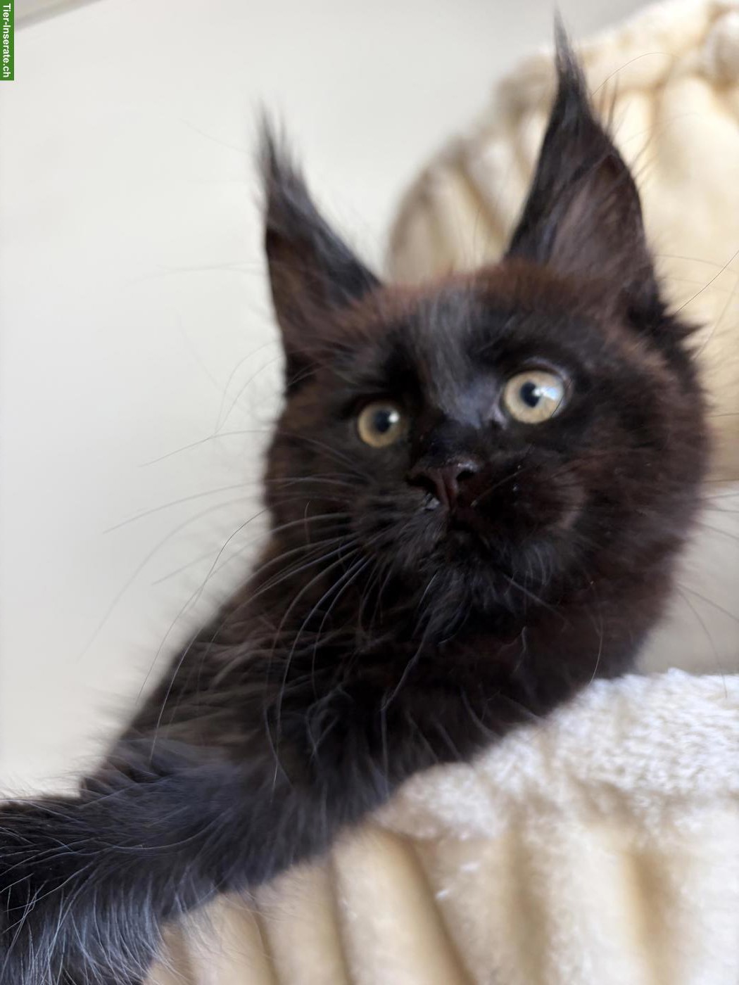 Bild 3: Maine Coon Kitten, reinrassig