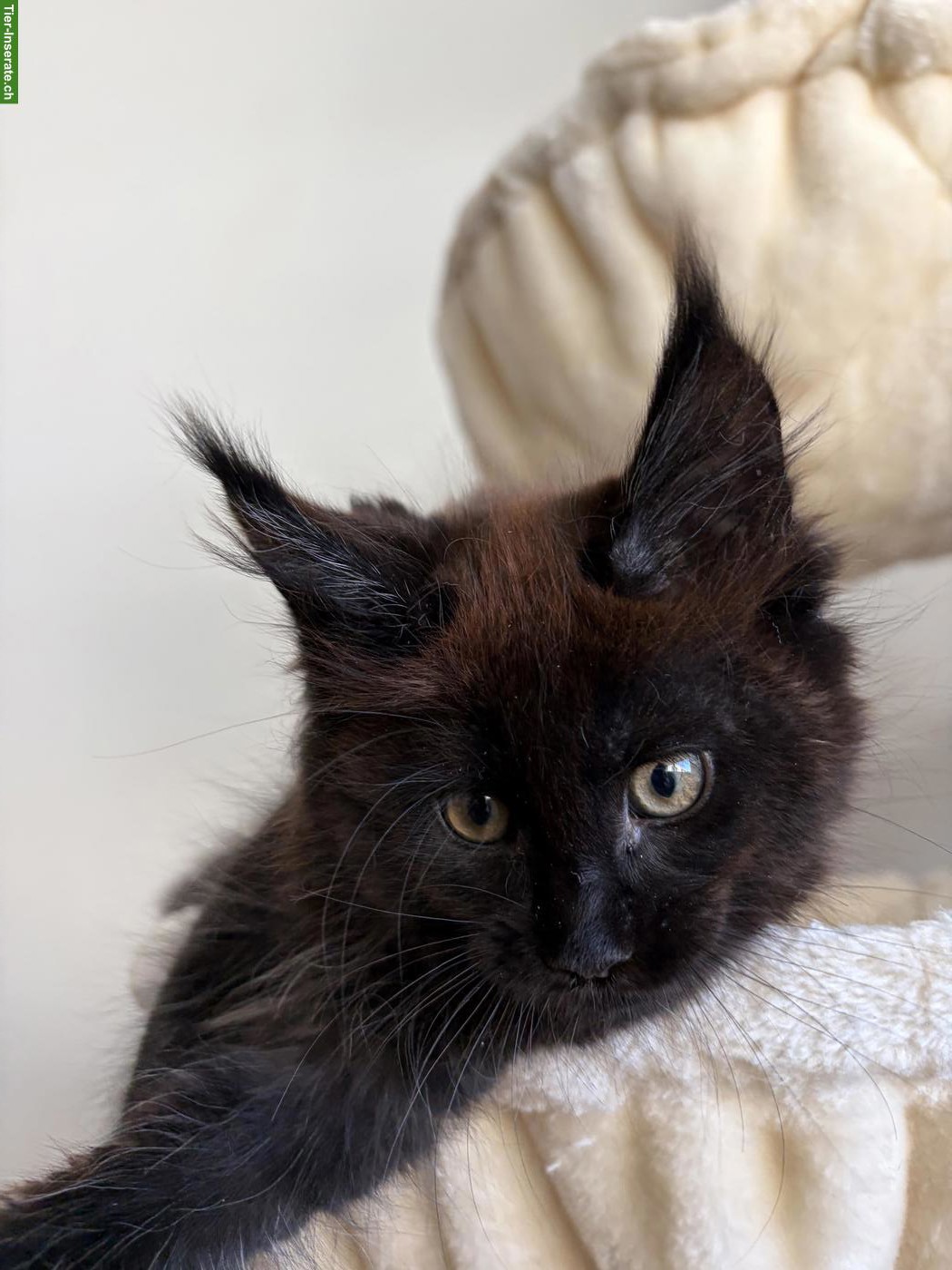 Bild 4: Maine Coon Kitten, reinrassig