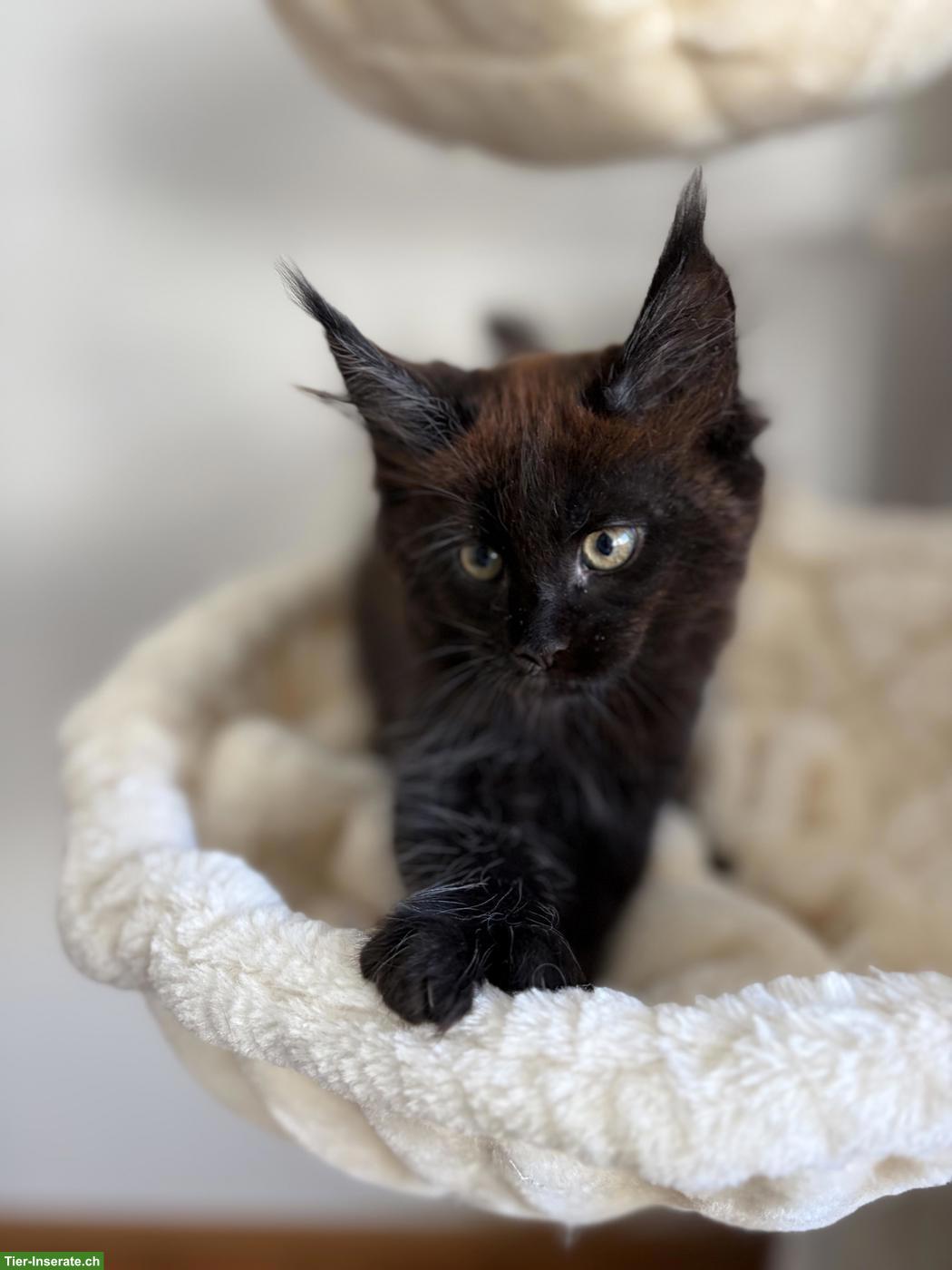 Bild 5: Maine Coon Kitten, reinrassig