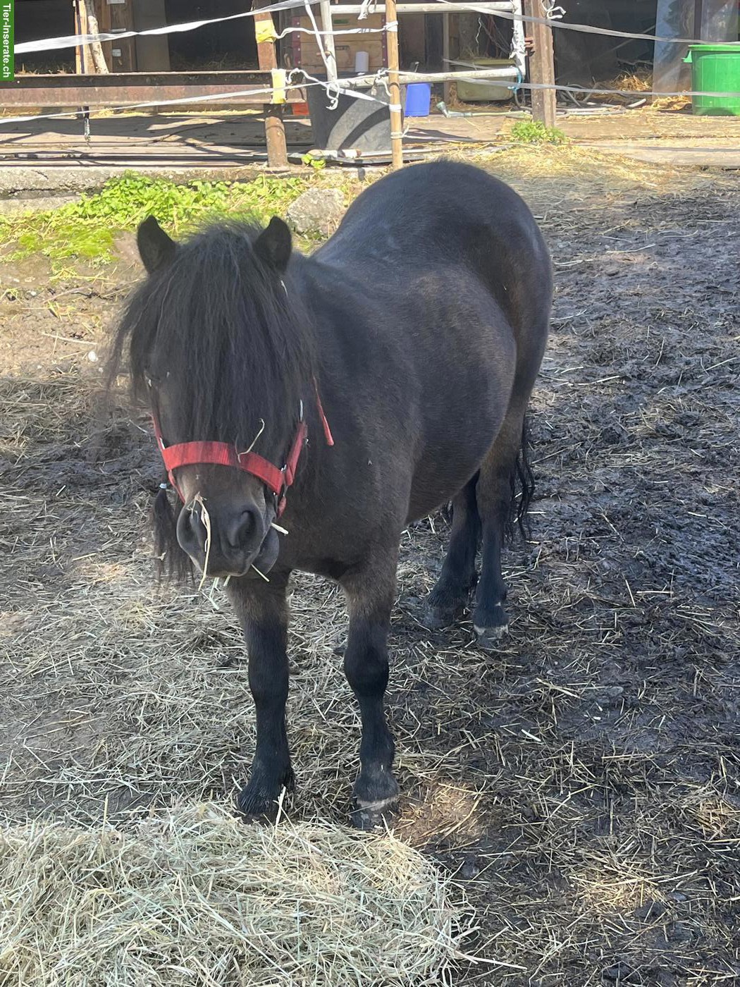 Kinderliebendes Shetlandpony