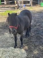 Kinderliebendes Shetlandpony