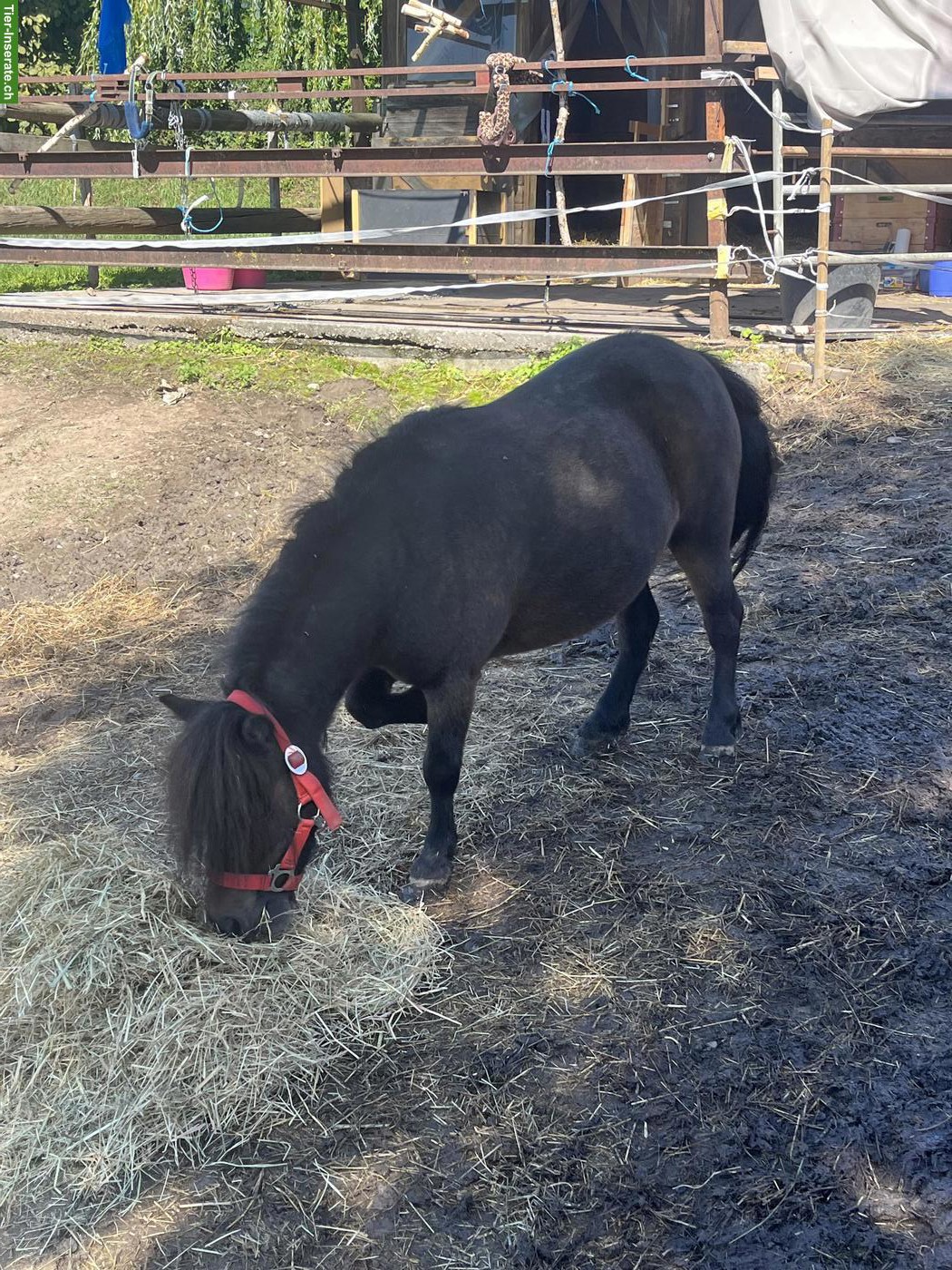 Bild 2: Kinderliebendes Shetlandpony