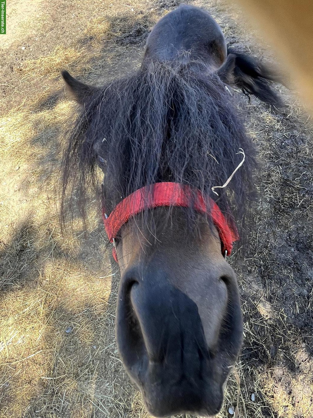 Bild 3: Kinderliebendes Shetlandpony