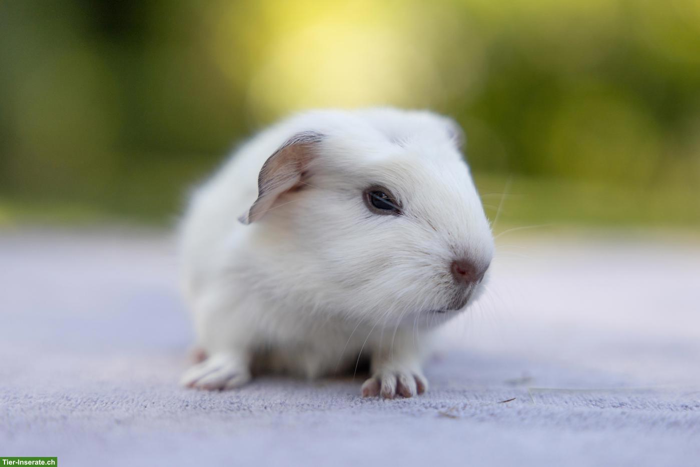 Hübsches Meerschweinchen Männchen sucht Zuhause