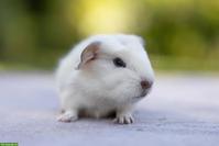 Hübsches Meerschweinchen Männchen sucht Zuhause