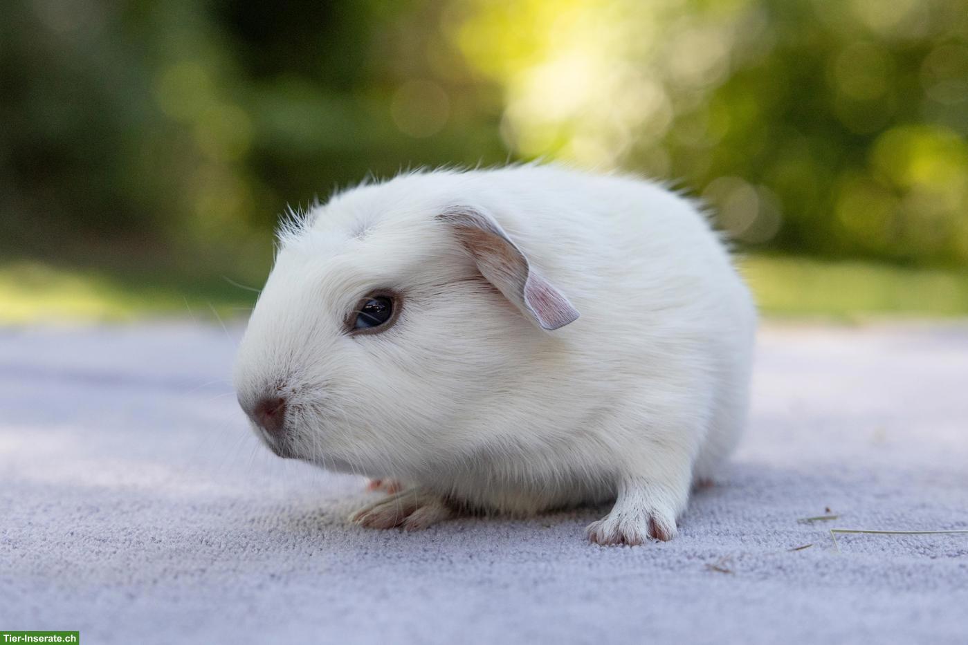 Bild 2: Hübsches Meerschweinchen Männchen sucht Zuhause