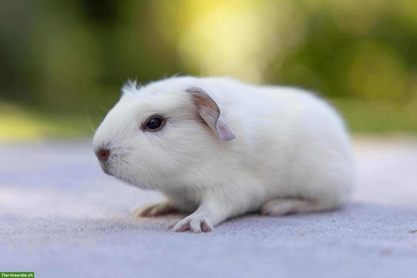 Bild 3: Hübsches Meerschweinchen Männchen sucht Zuhause