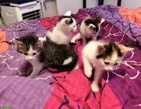 Maine Coon Mix Kitten