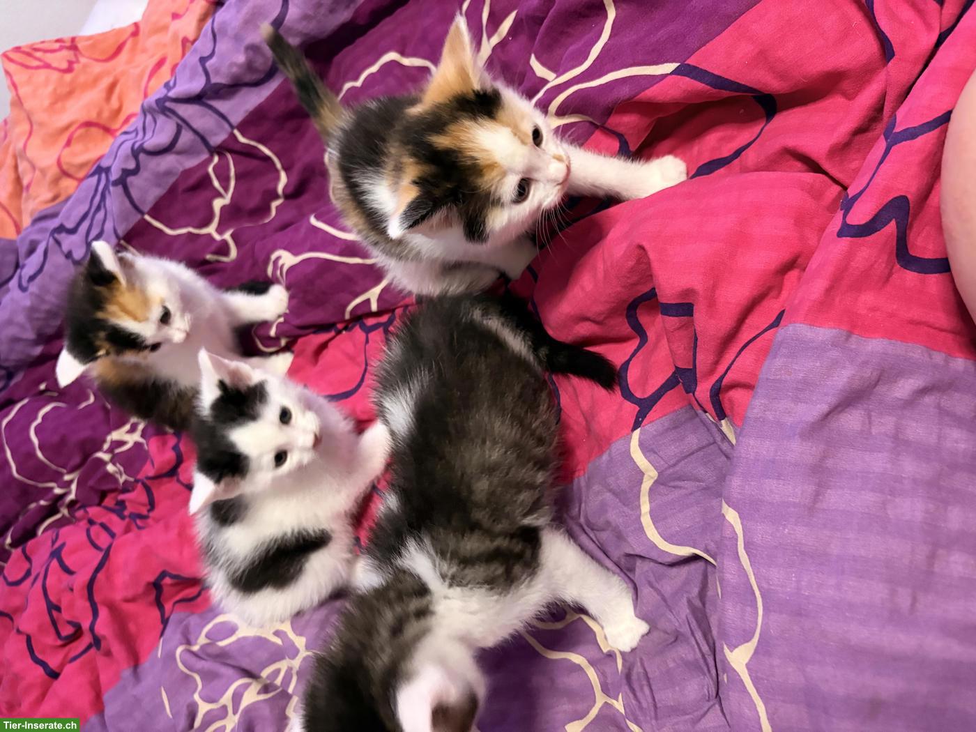 Bild 2: Maine Coon Mix Kitten