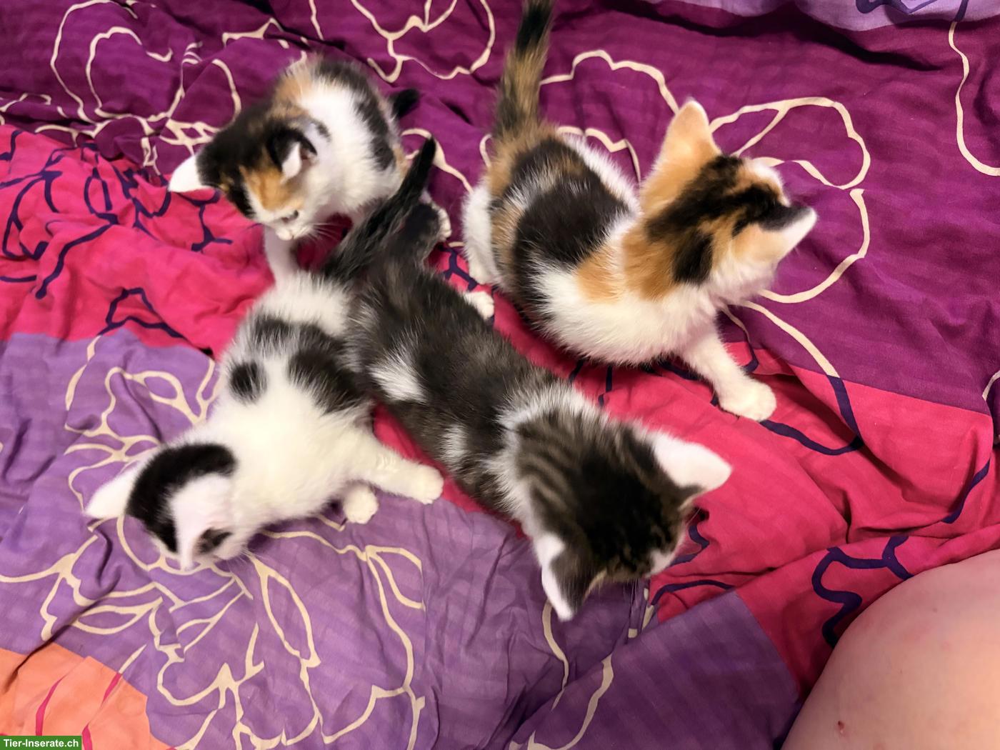Bild 3: Maine Coon Mix Kitten