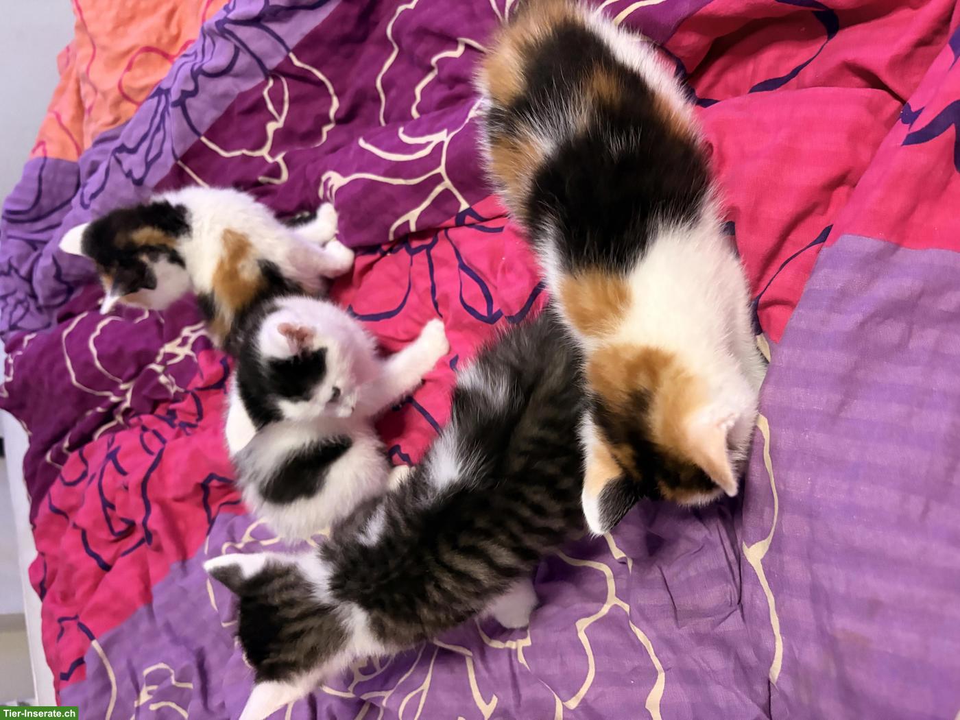Bild 4: Maine Coon Mix Kitten