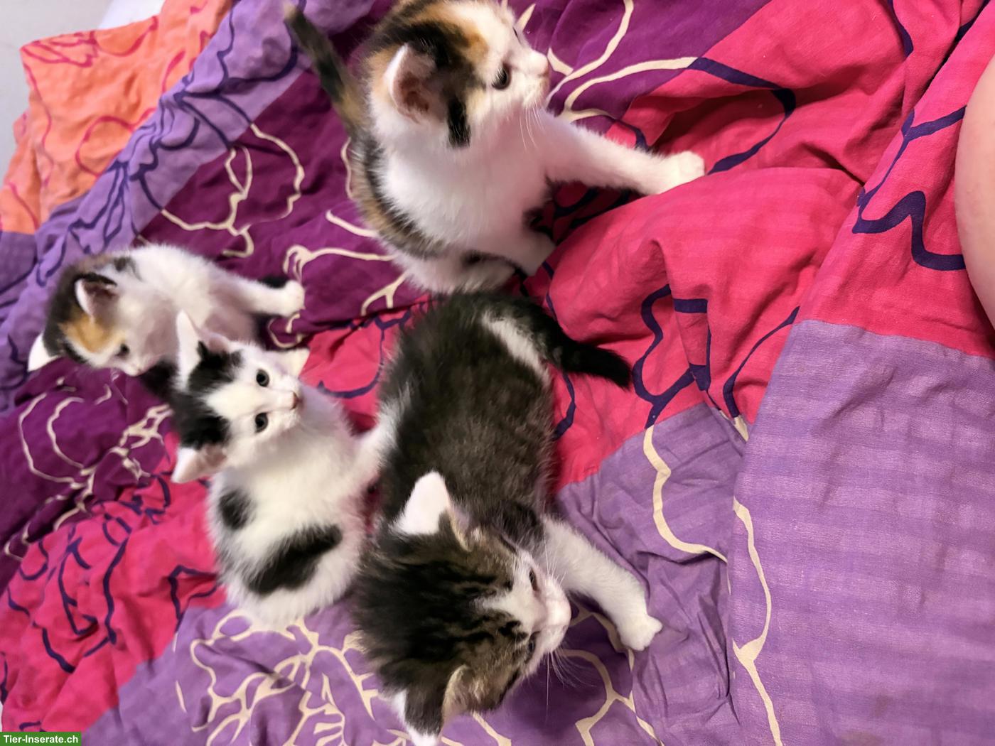 Bild 5: Maine Coon Mix Kitten