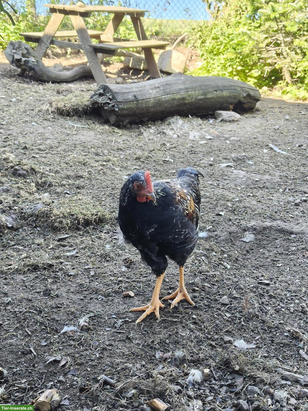 Junghähne aus Naturbrut