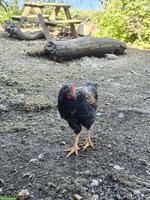 Junghähne aus Naturbrut