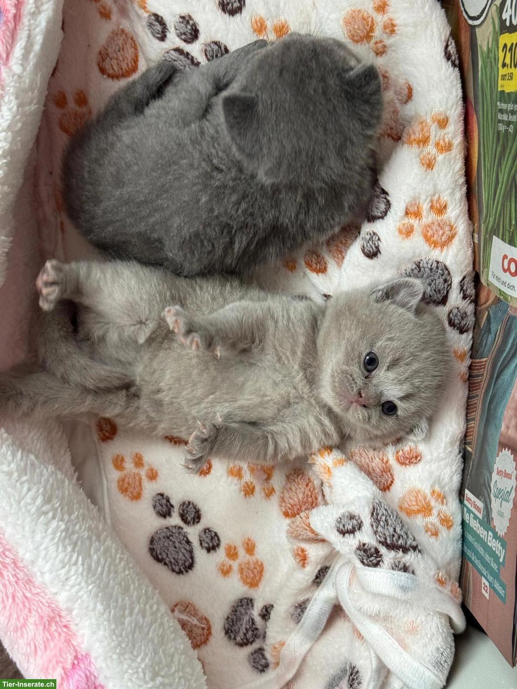 Reinrassige Britisch Kurzhaar Kitten, weiblich und männlich