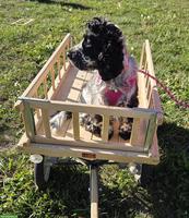 Hundekurs: Hindernis-Parcours