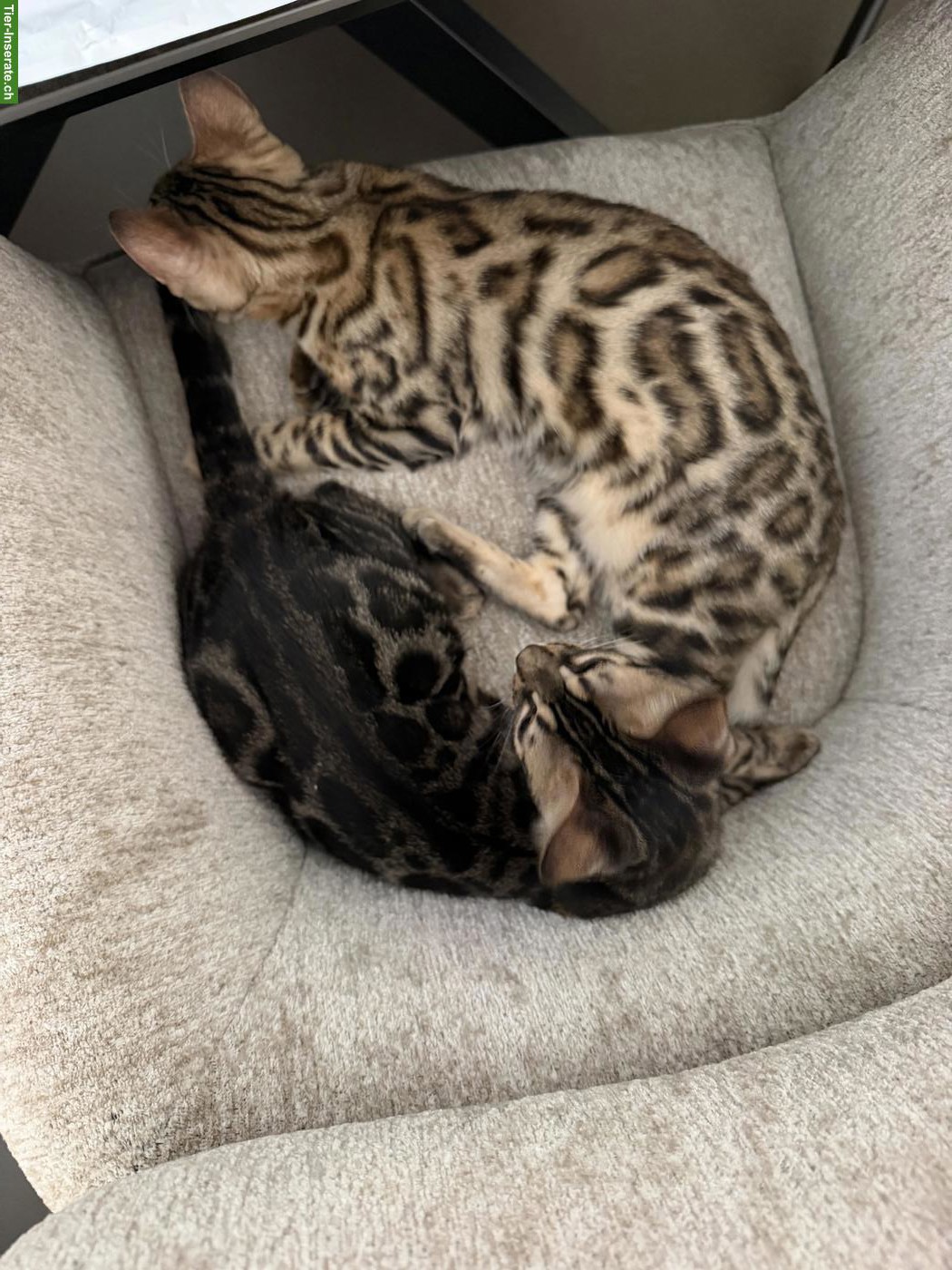 2 Bengal-Kater suchen liebevolles neues Zuhause