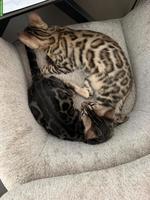 2 Bengal-Kater suchen liebevolles neues Zuhause