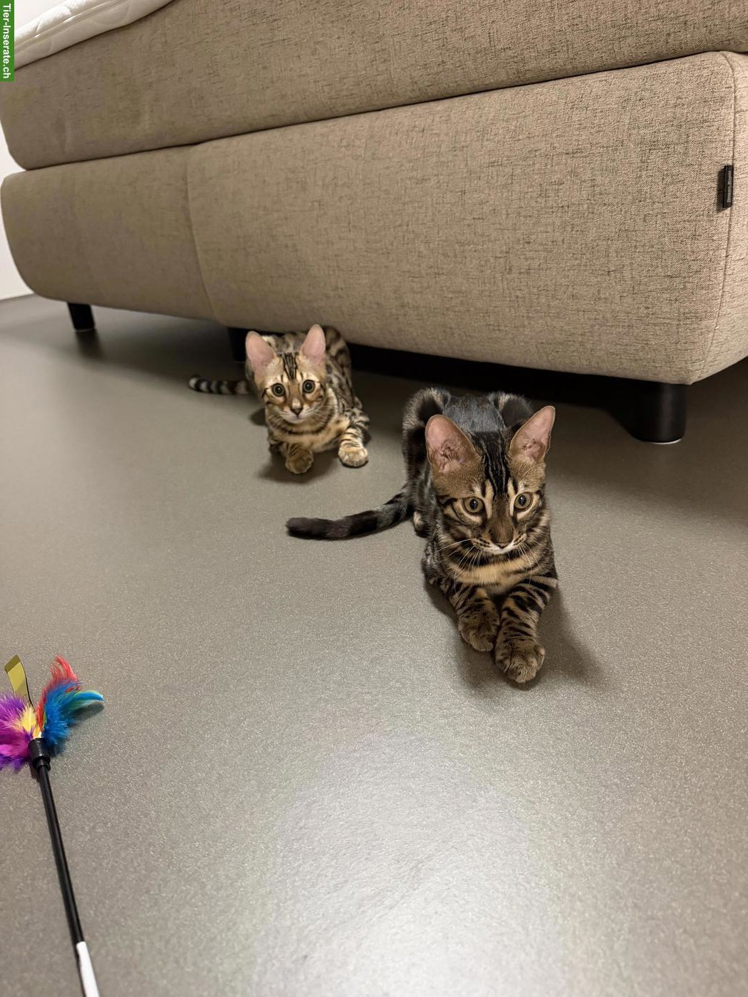 Bild 2: 2 Bengal-Kater suchen liebevolles neues Zuhause