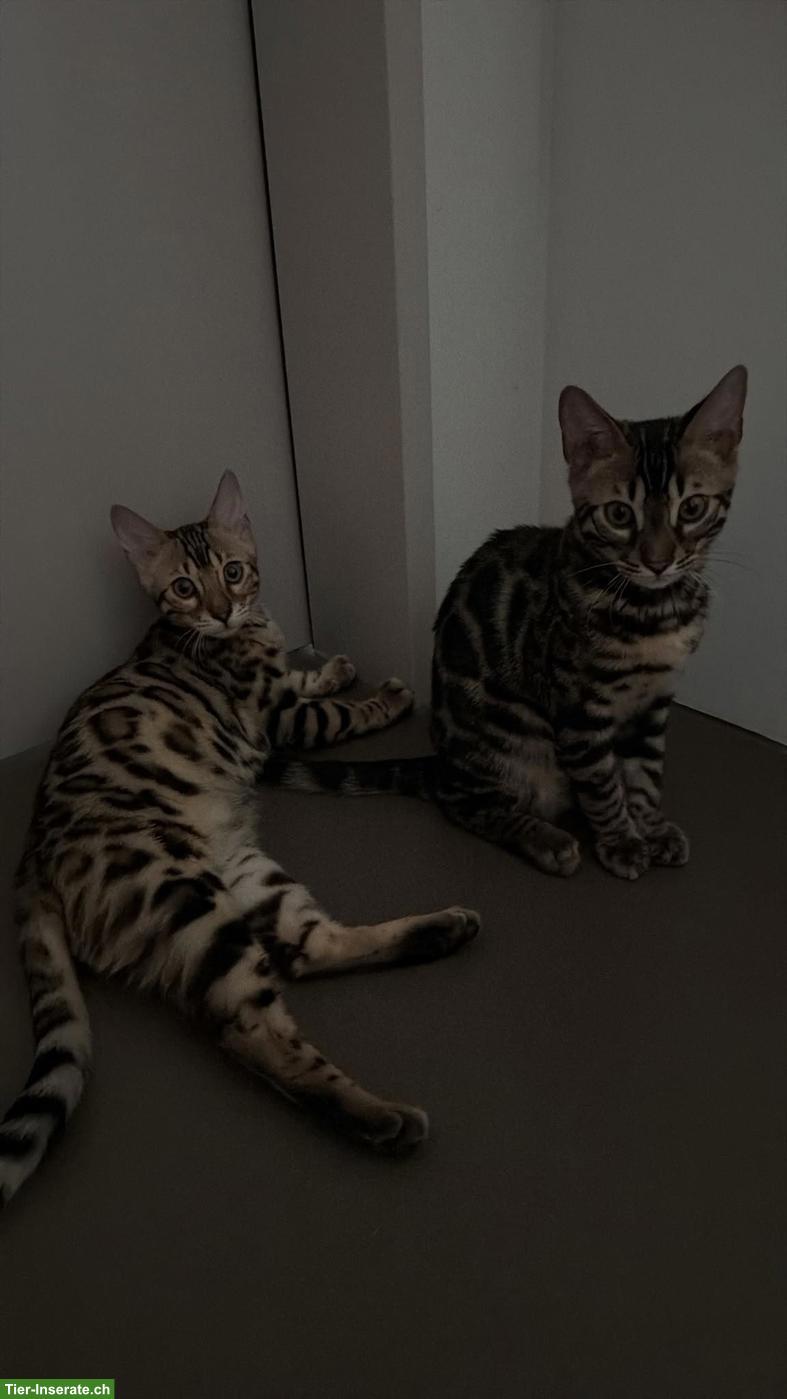 Bild 3: 2 Bengal-Kater suchen liebevolles neues Zuhause