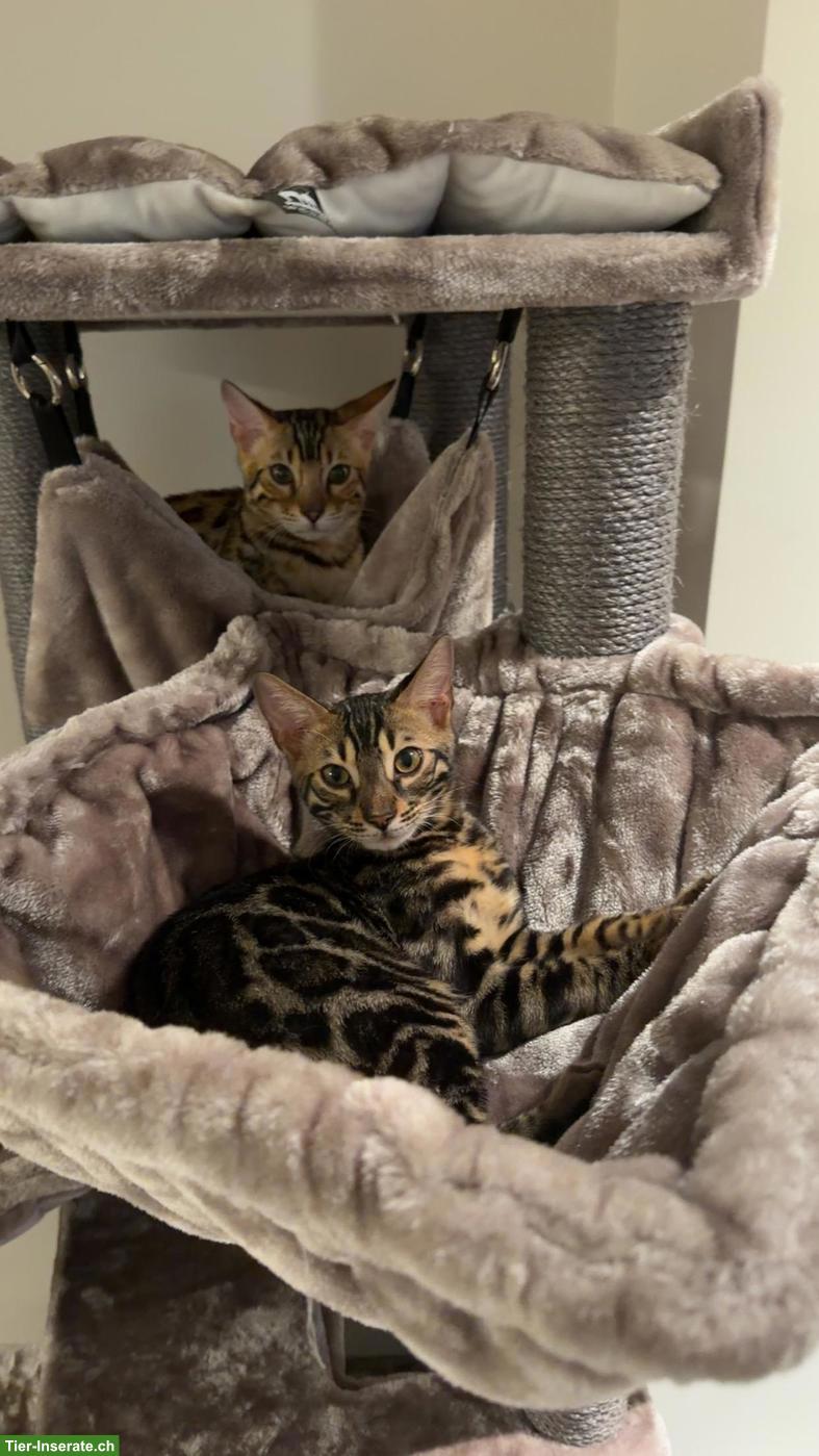 Bild 4: 2 Bengal-Kater suchen liebevolles neues Zuhause