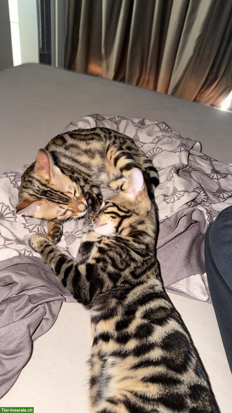 Bild 5: 2 Bengal-Kater suchen liebevolles neues Zuhause