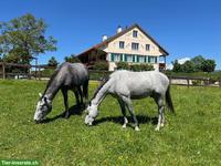 Job als Pferdepfleger/in in Pfeffingen BL