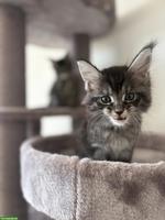 Maine Coon Kitten mit Stammbaum