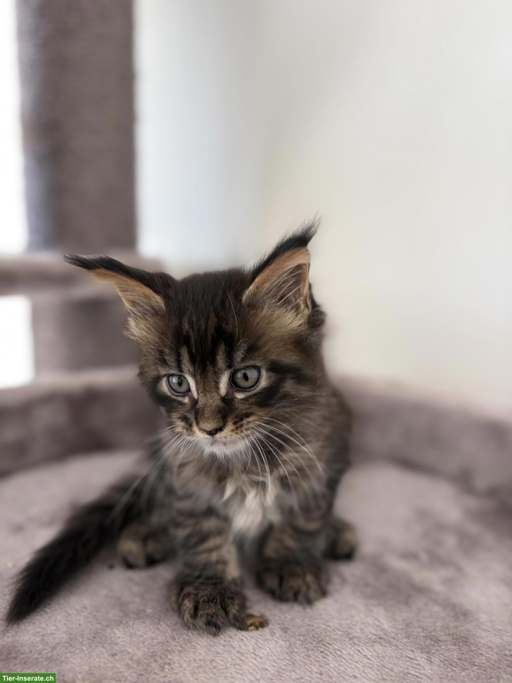 Bild 2: Maine Coon Kitten mit Stammbaum