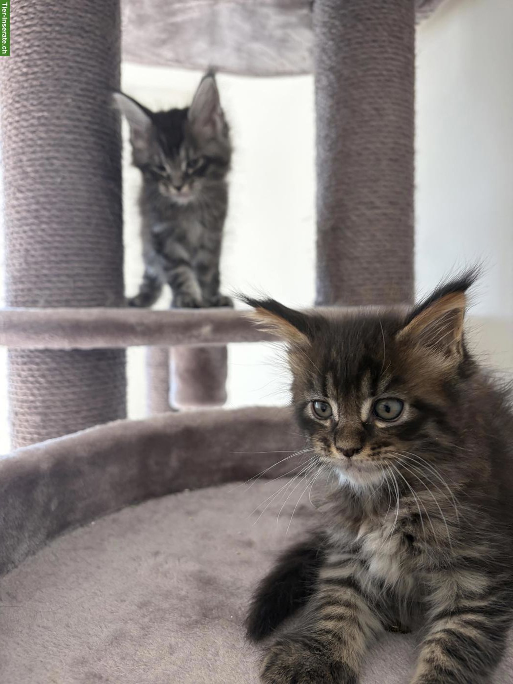 Bild 3: Maine Coon Kitten mit Stammbaum