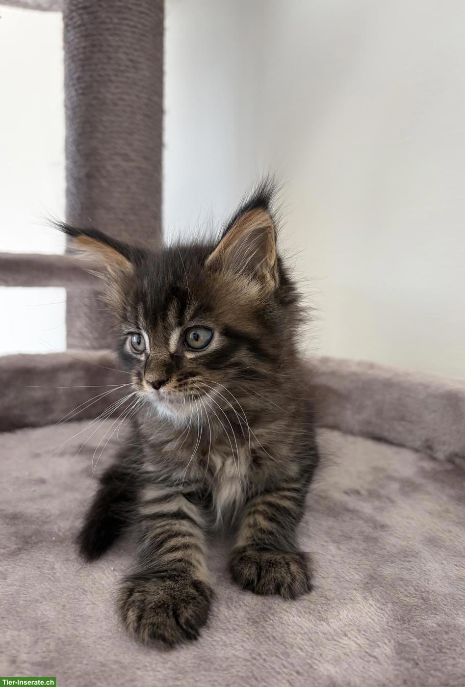 Bild 4: Maine Coon Kitten mit Stammbaum