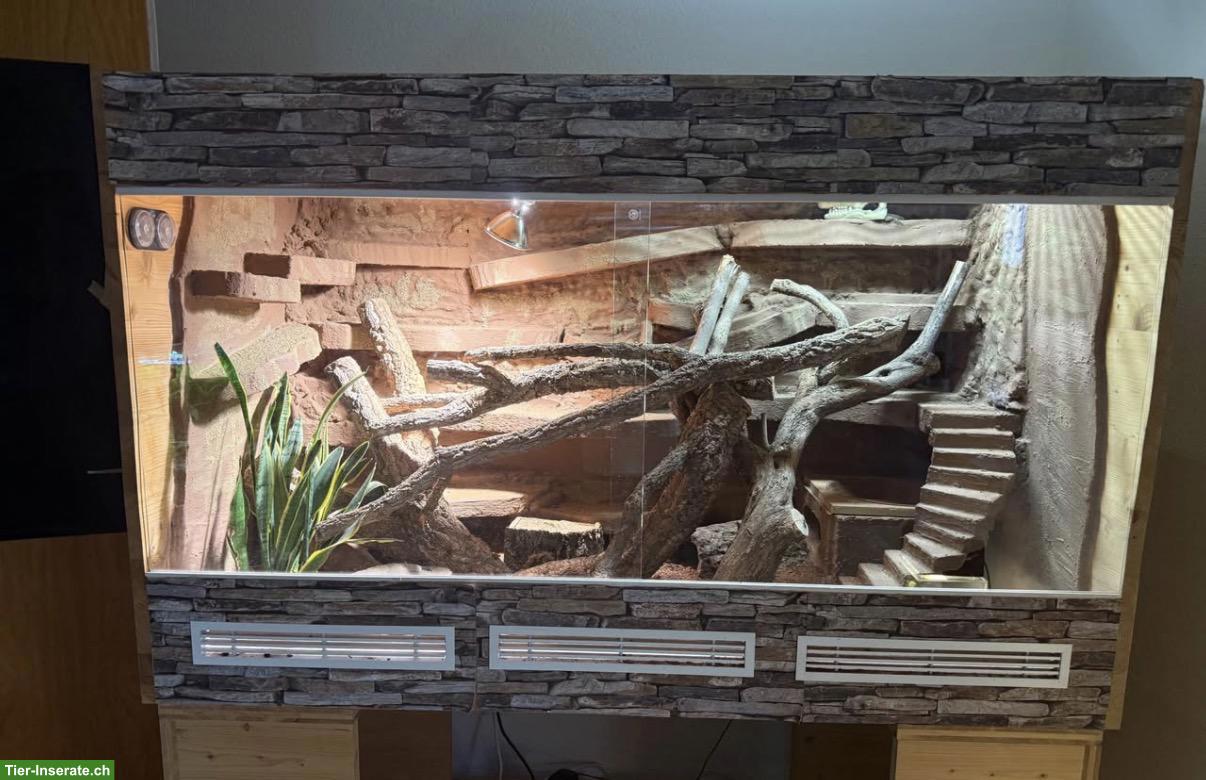 Holzterrarium mit aufwendiger Einrichtung zu verkaufen