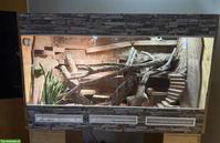 Holzterrarium mit aufwendiger Einrichtung zu verkaufen